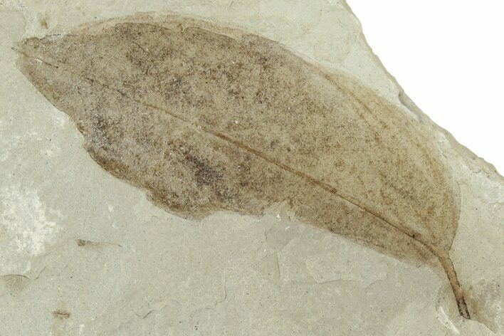 Fossil Oak Leaf (Quercus) - Green River Formation, Utah #331885